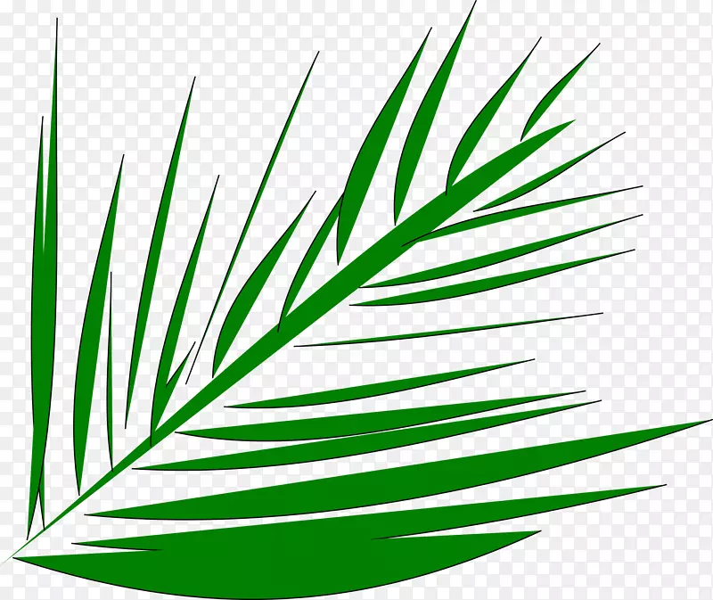 棕榈叶手稿槟榔科棕榈枝剪贴画-棕榈树