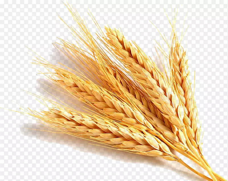 普通小麦胚芽油面筋谷物胚芽食品-小麦