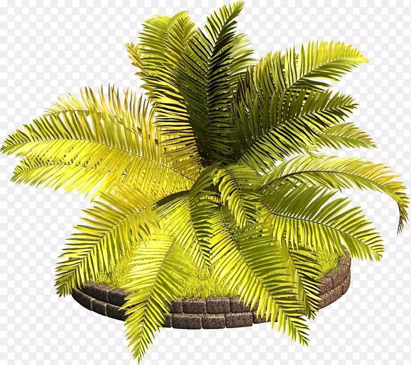 槟榔科植物维管束植物剪贴画棕榈树