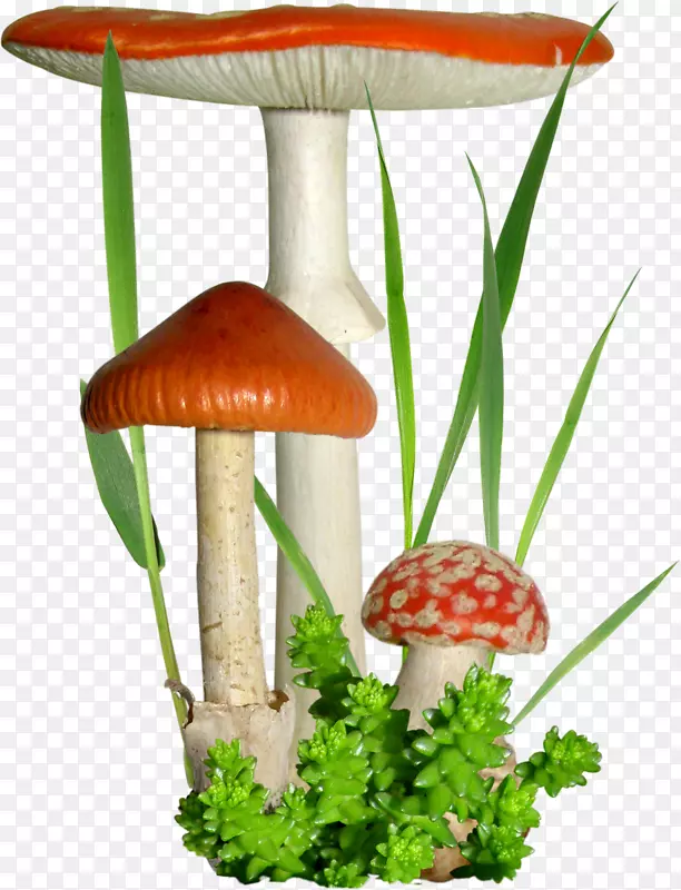 蘑菇花剪贴画-蘑菇