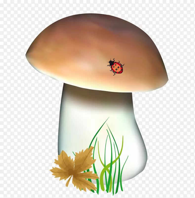 牛肝菌片-蘑菇