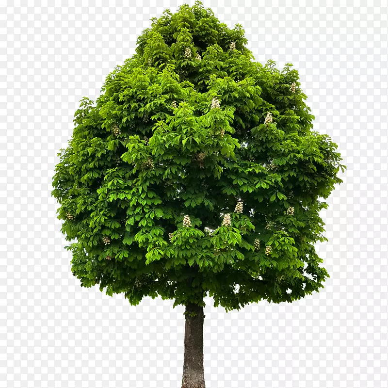 欧洲马栗树美洲板栗亚麻树植物