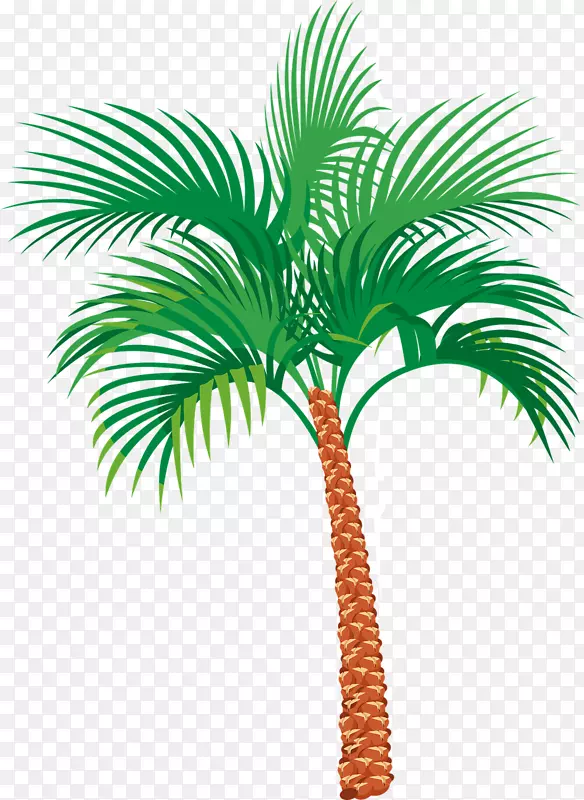 槟榔科-棕榈树