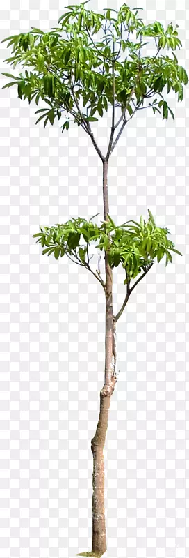 木本植物树干-树枝