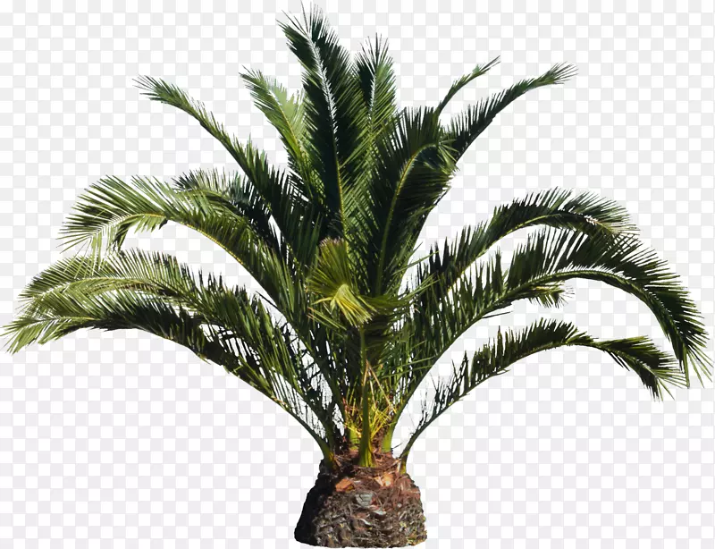 槟榔科特产树-棕榈树