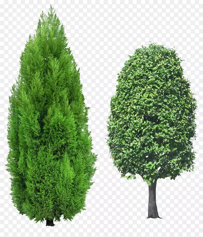 地中海柏树常绿剪贴画-树