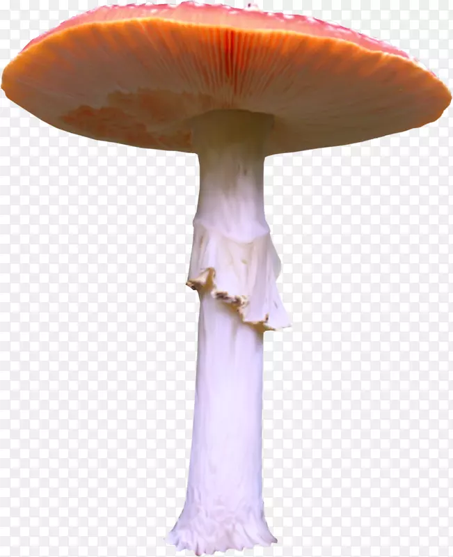 普通蘑菇草菇剪贴画-蘑菇