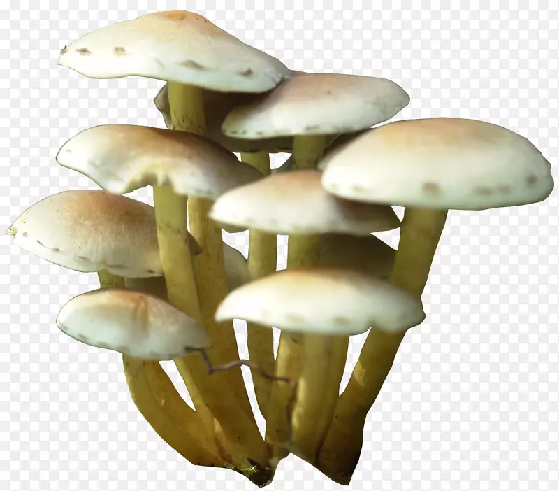 白灵菇平菇-蘑菇