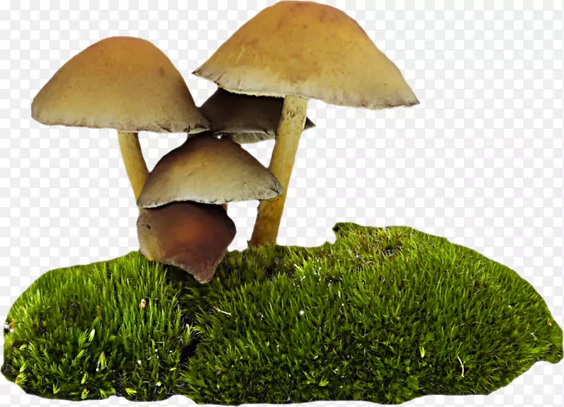 蘑菇类食品-蘑菇