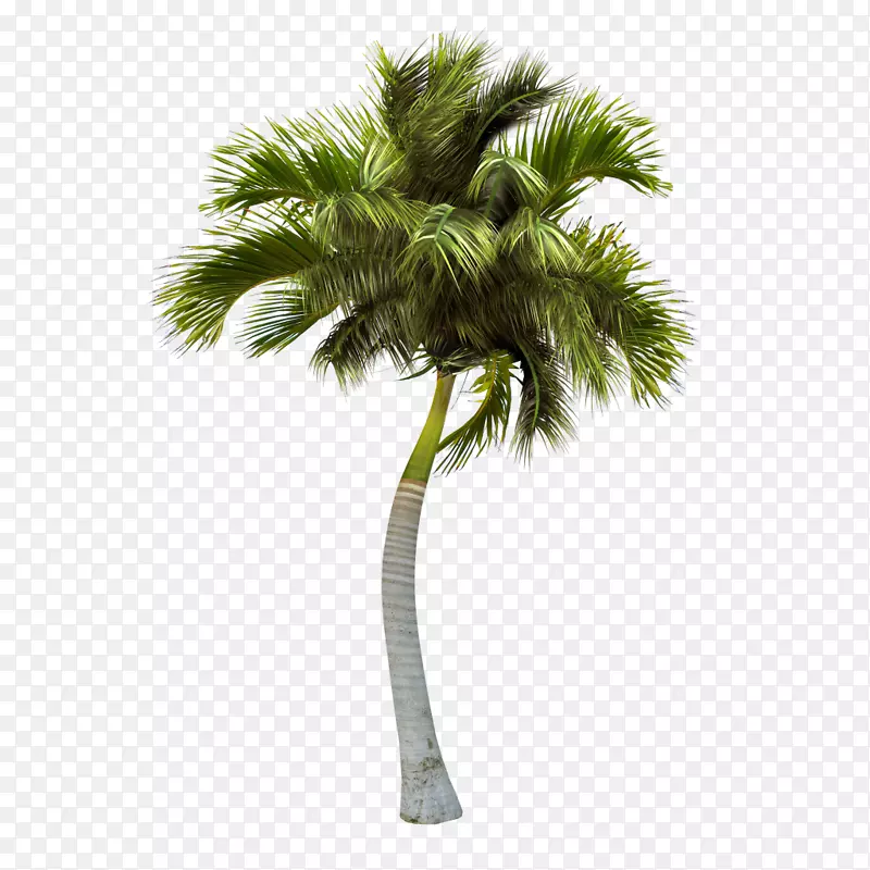 安卓岛-棕榈树