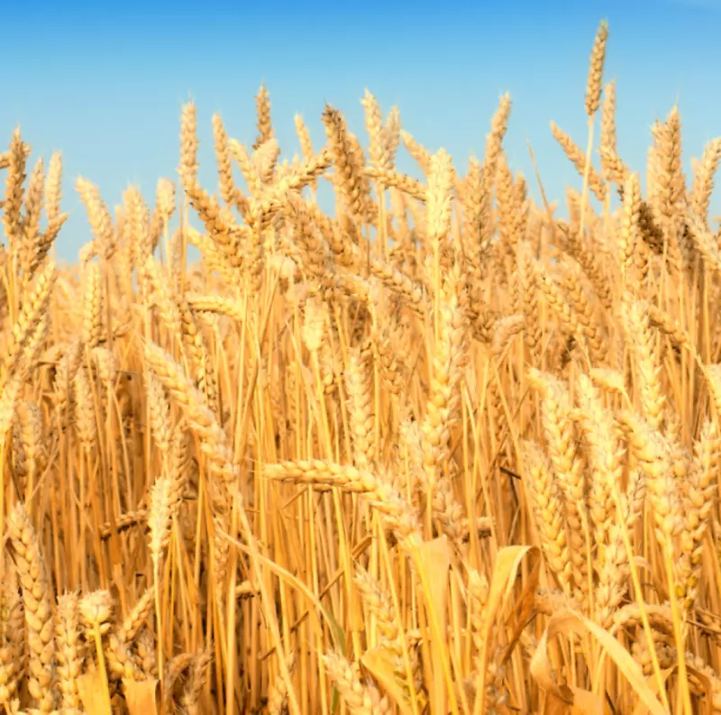 小麦农业桌面壁纸谷物收获-小麦