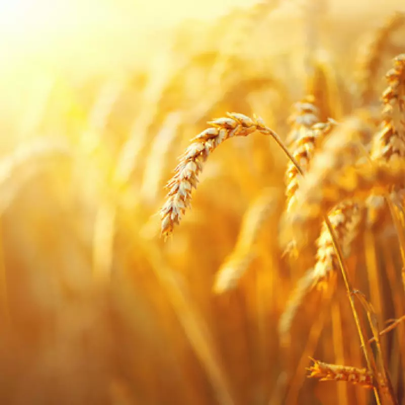 投资者收获企业农民贸易-小麦