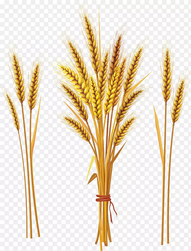 普通小麦麦穗夹艺术-小麦