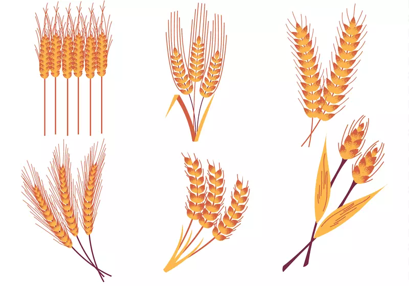 水稻作物-小麦