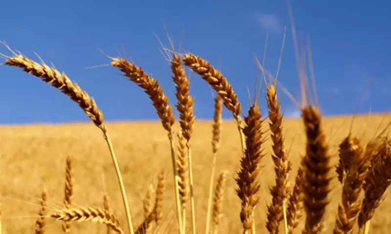 麦粒面筋的拼写寓言-全谷类作物-小麦