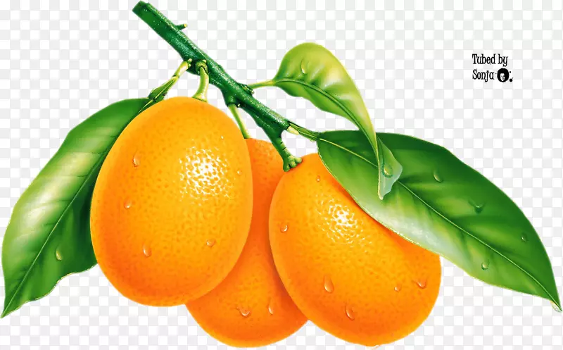 柚子，橘子-芒果