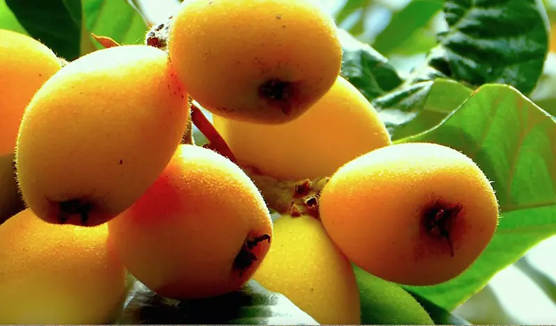 果汁枇杷水果食品橙子柿子