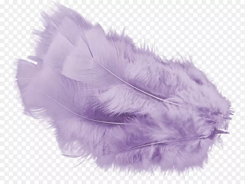 羽毛色紫罗兰电脑软件-李子