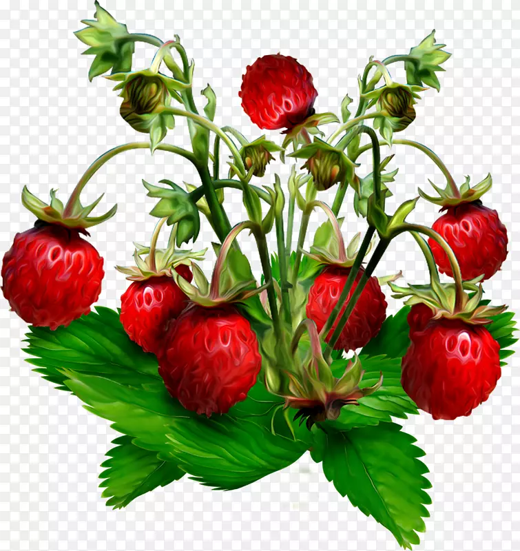 麝香草莓醋栗野生草莓