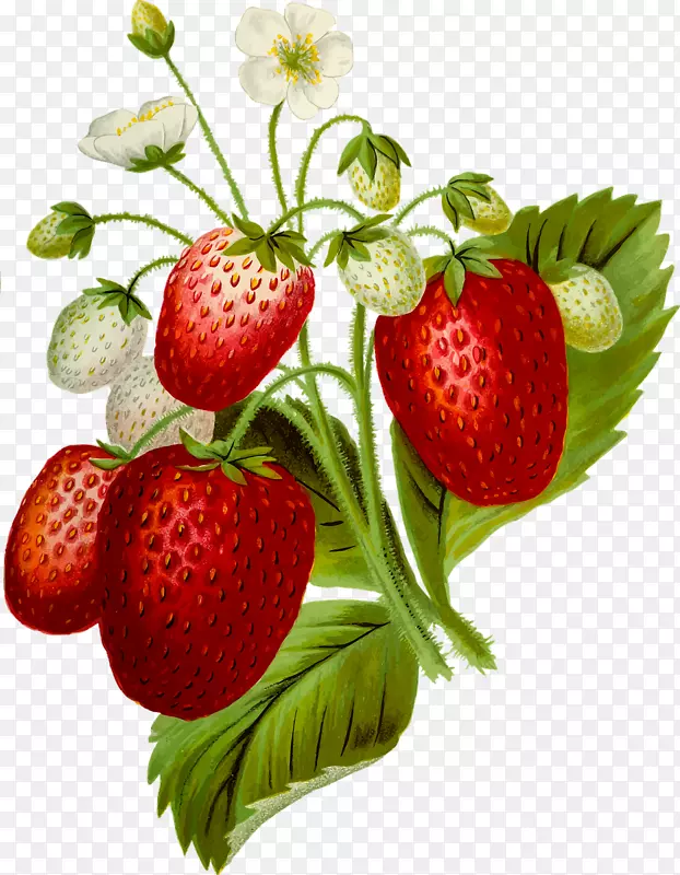草莓奶油蛋糕食品剪贴画-草莓