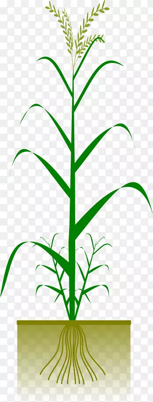 玉米作物谷类剪贴画-水稻