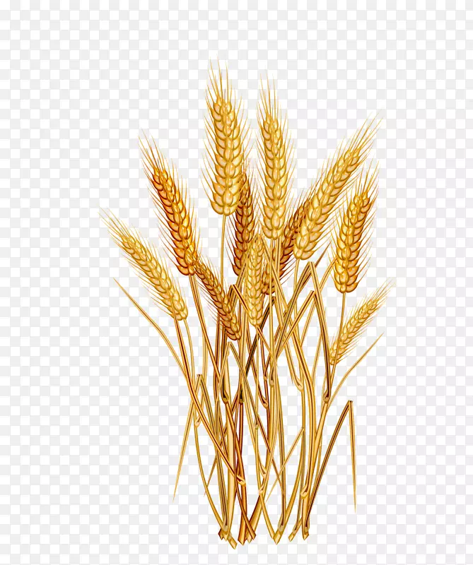 普通小麦谷类作物穗夹艺术-水稻