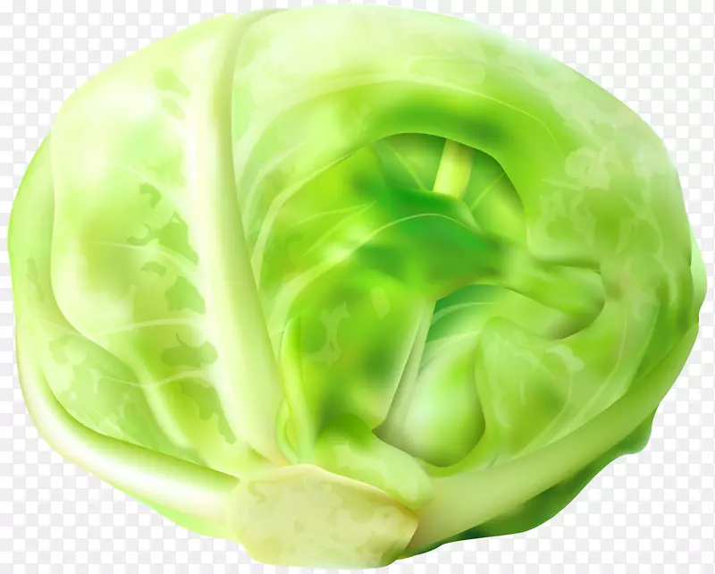 大白菜蔬菜纳帕卷心菜剪贴画-卷心菜