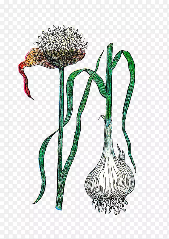 植物大蒜植物插图花卉植物学-大蒜