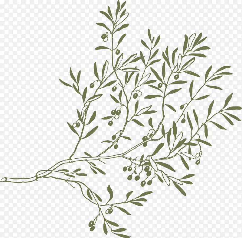 橄榄枝插图PNG图片素材下载_图片编号613178-PNG素材网