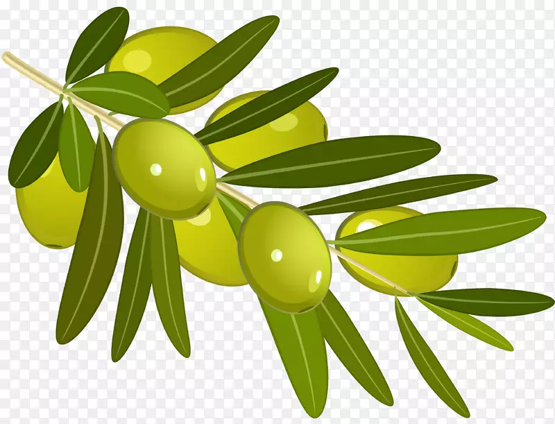 橄榄枝橄榄油夹艺术-橄榄