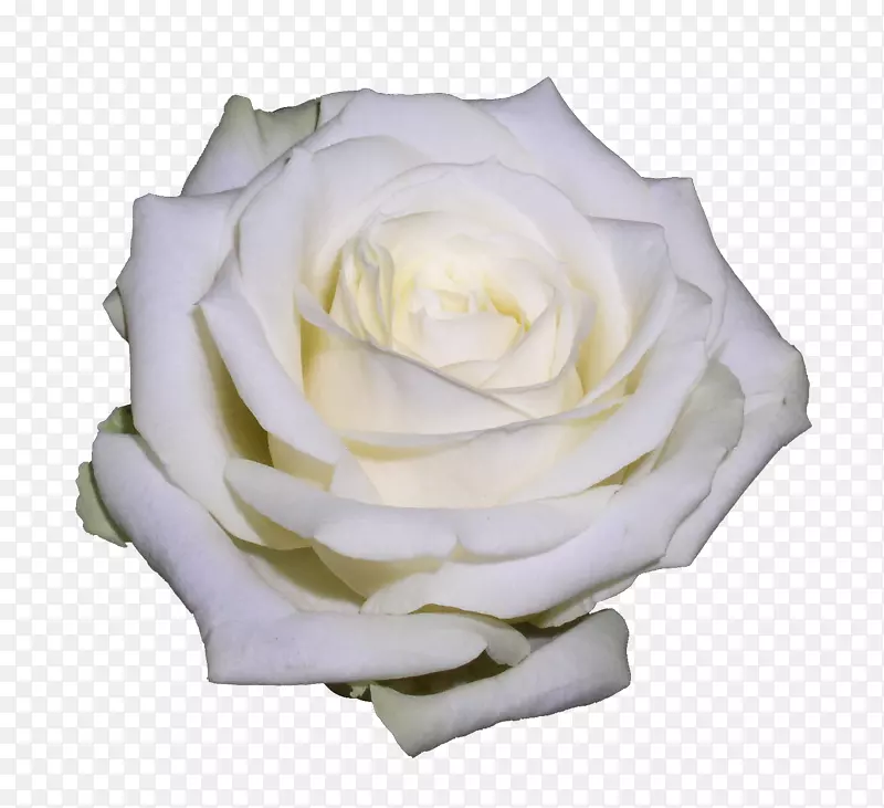 花园玫瑰剪贴画-白玫瑰