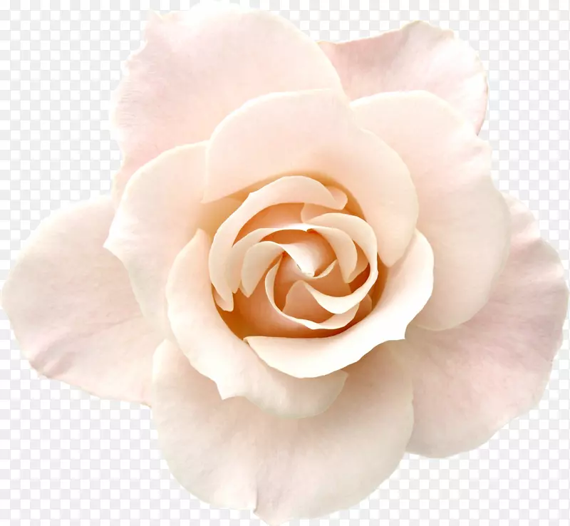 玫瑰粉红，白色桌面壁纸，摄影.白色玫瑰