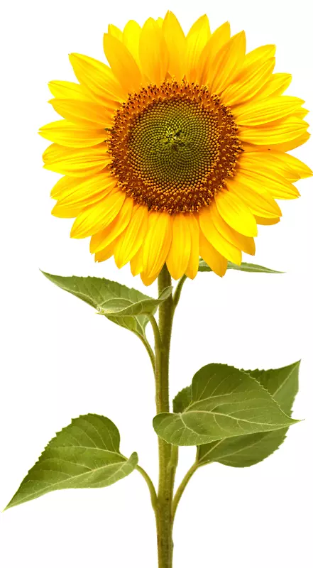 向日葵的常见生命周期，这是向日葵的种子-向日葵。
