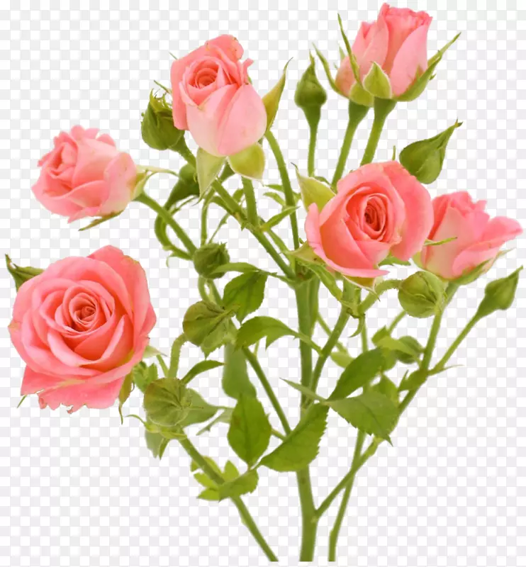 花园玫瑰花粉红剪贴画-白玫瑰