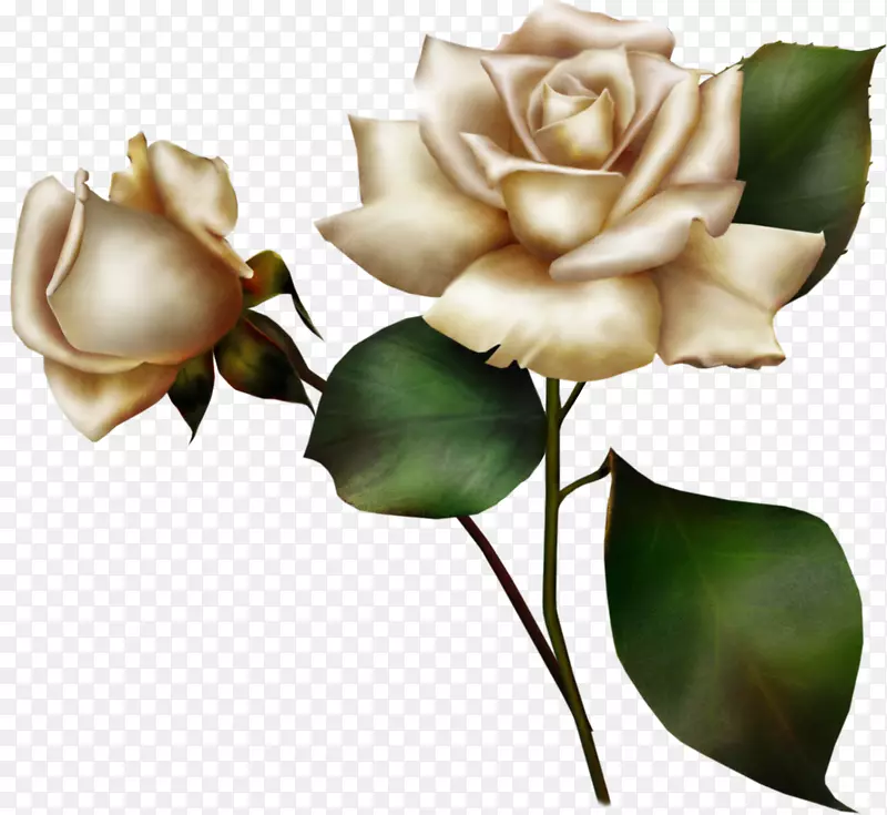 玫瑰电脑图标花白玫瑰