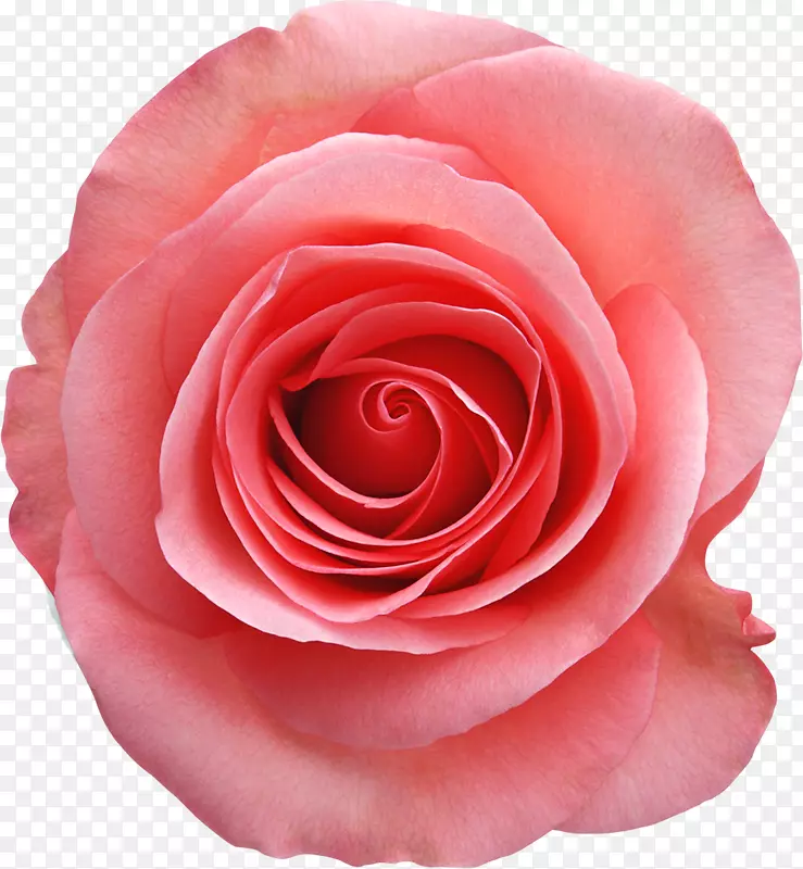 玫瑰粉白色摄影-玫瑰
