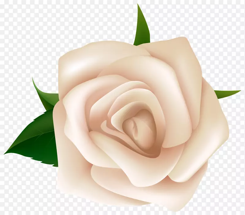 黑色玫瑰白色剪贴画-白玫瑰