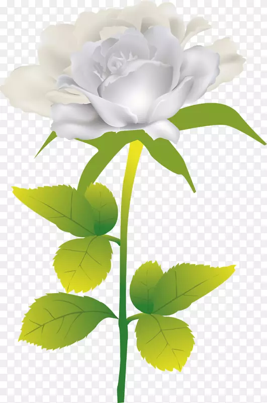 沙滩玫瑰插花艺术-白玫瑰