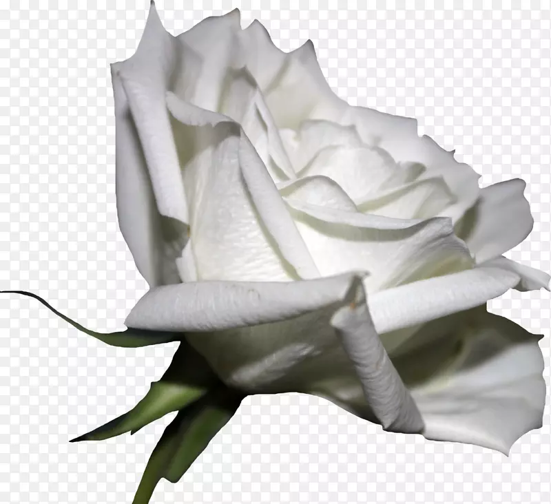 白玫瑰插花艺术-白玫瑰