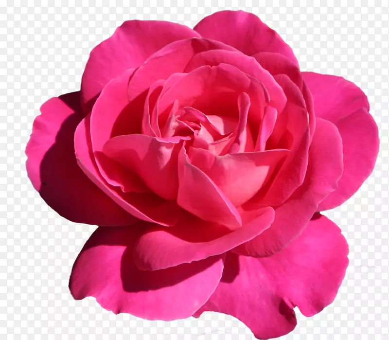 花园玫瑰剪贴画-玫瑰