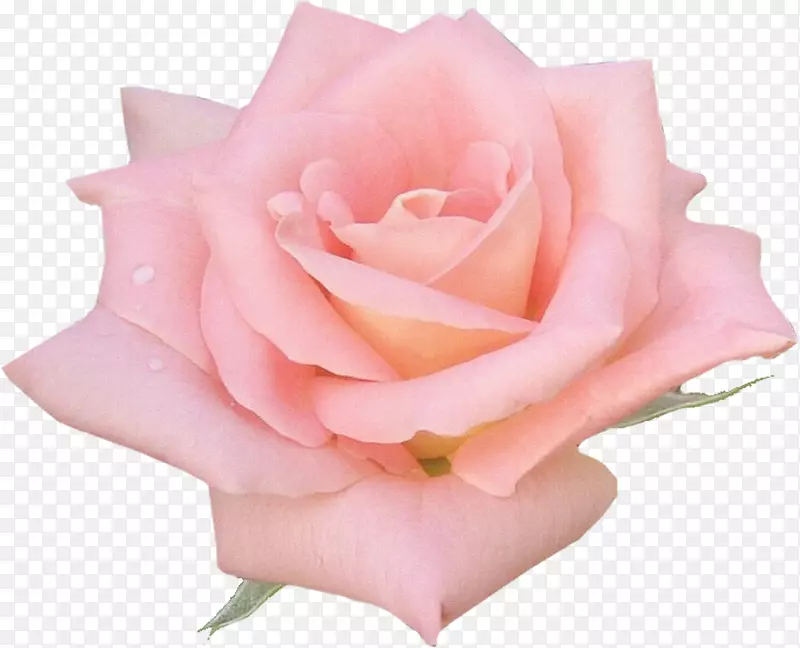仙人掌玫瑰粉红色花宽屏白玫瑰