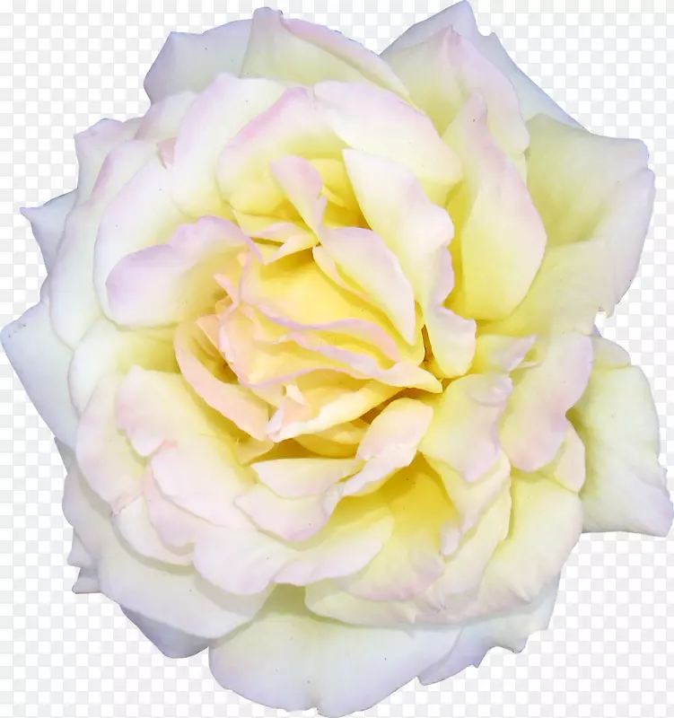 花蜈蚣玫瑰白色花园玫瑰剪贴画-白玫瑰