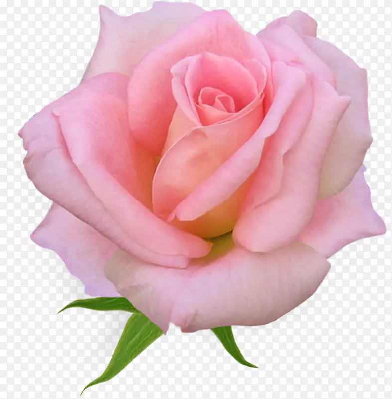 玫瑰粉色花朵剪贴画-玫瑰