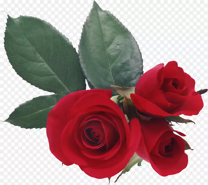 爱玫瑰桌面壁纸心玫瑰