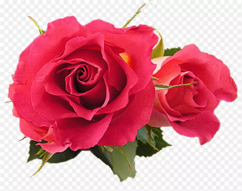 玫瑰花，紫红色，粉红色-玫瑰花