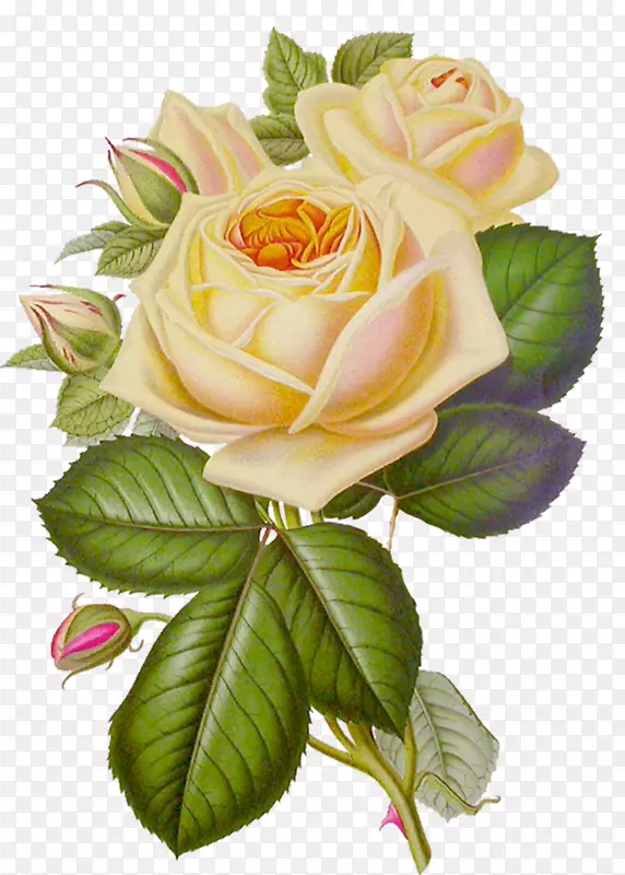 玫瑰花桌面壁纸夹艺术-白玫瑰