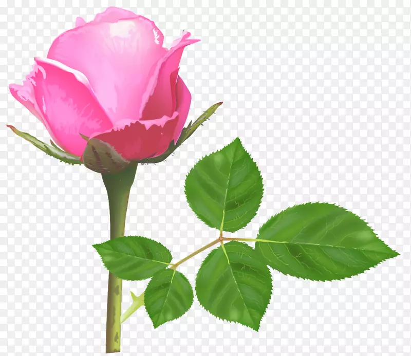玫瑰粉红色花朵摄影.白玫瑰