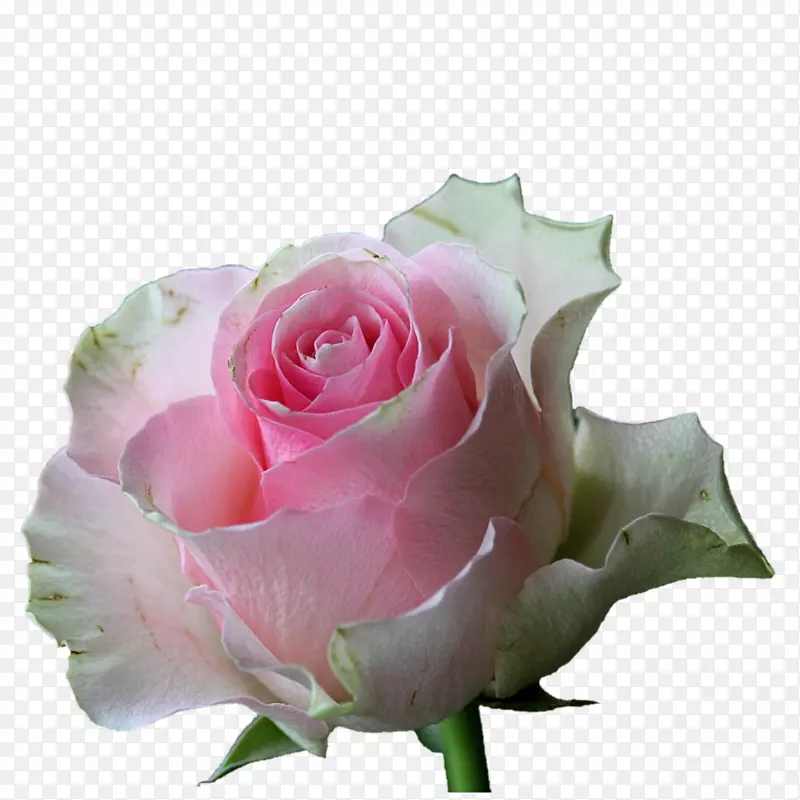 花园玫瑰花粉红色白玫瑰