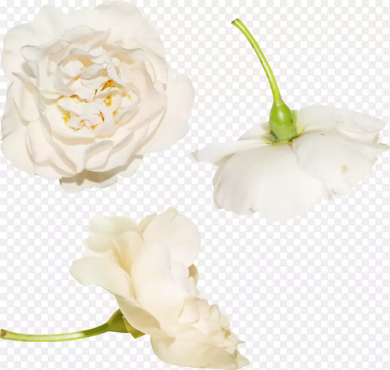 花园玫瑰插花艺术-白玫瑰