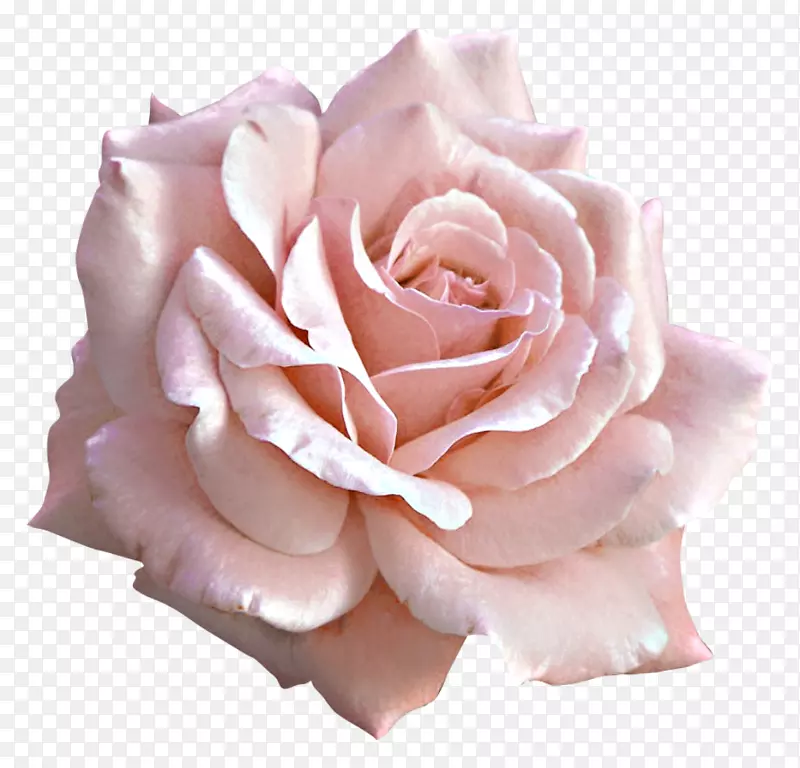 浅玫瑰粉色剪贴画-玫瑰
